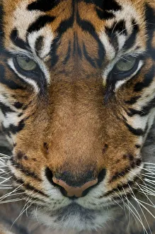 Sumatran tiger (Panthera tigris sumatrae) close-up head portrait, captive
