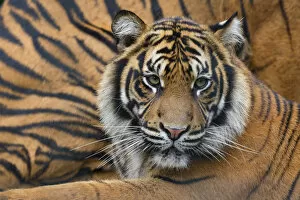 Images Dated 11th September 2013: Sumatran tiger (Panthera tigris sumatrae), captive, occurs in Sumatra, Indonesia