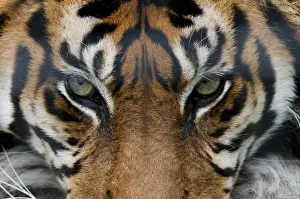 Sumatran tiger (Panthera tigris sumatrae) close-up of eyes, captive