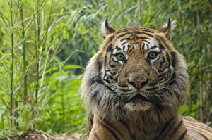 Sumatran tiger (Panthera tigris sumatrae) head portrait of elderly male, captive