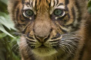 Sumatran tiger (Panthera tigris sumatrae) head portrait of male cub aged two months