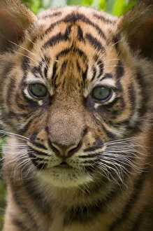 Sumatran tiger (Panthera tigris sumatrae) head portrait of male cub aged two months
