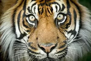 Images Dated 13th September 2018: Sumatran tiger (Panthera tigris tigris / Panthera tigris altaica) close up portrait