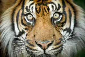 Sumatran tiger (Panthera tigris tigris / Panthera tigris altaica) close up portrait, captive