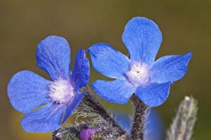Blue Collection: Summer Forget-me-not (Anchusa azurea) in flower, Chania, Crete, April