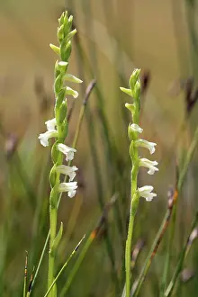 Upland Prints: Summer lady's tresses (Spiranthes aestivalis) in flower on moorland