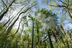 Summer snowflake (Leucojum aestivum), restricted to the Thames Valley
