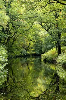 Summer trees reflected in River Teign, Fingle woods, Dartmoor NP, Devon, UK