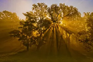 Sun beams passing through misty trees, Montezuma National Wildlife Refuge, New York, USA