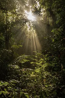 Foliage Prints: Sun breaking through the canopy in pristine rainforest
