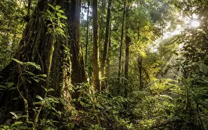 Foliage Prints: Sun breaking through the canopy in pristine rainforest