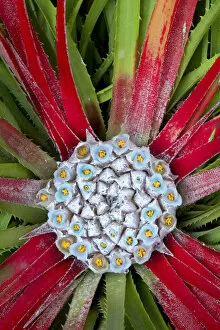 Sun bromeliad (Fascicularia bicolor). Central leaves turn red to attract hummingbird