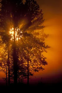 Images Dated 26th May 2009: Sun filtering through mist at dawn silhouetting trees, Bergslagen, Sweden, June 2009