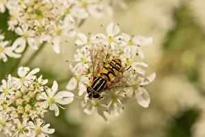 Syrphidae Prints: Sun fly (Helophilus pendulus) female