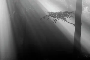 Brasschaat Prints: Sun rays in forest, Beech (Fagus sylvatica) tree silhouetted in foreground