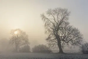 Tree Prints: Sun rising behind Ash tree (Fraxinus excelsior) in dense fog