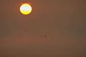 Sun rising at dawn with silhouette of Shelduck (Tadorna tadorna) in flight, Elmley RSPB Reserve