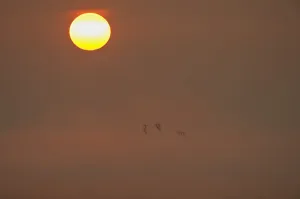 Sun rising at dawn with silhouette of Shelduck (Tadorna tadorna) in flight, Elmley RSPB Reserve