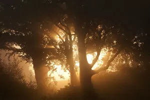 Images Dated 22nd August 2011: Sun rising through trees and mist, Arne RSPB reserve, Dorset, August
