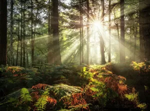 Landscape Gallery: Sun shining through trees in Bolderwood, New Forest National Park, Hampshire, England, UK