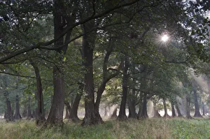 Denmark Prints: Sun shining through trees in Common alder (Alnus glutinosa) forest, Klampenborg Dyrehaven