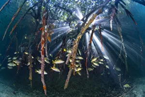 Sunbeams play through the roots of red mangrove trees (Rhizophora sp
