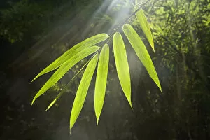 Poaceae Collection: Sunbeams shining through Bamboo (Bambusidae) leaves. Shunan Zhuhai National Park, Sichuan Province