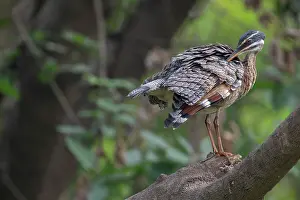 Gruiformes Prints: Sunbittern (Eurypyga helias) perched on branch, Pampas del Yacuma, El Beni, Bolivia