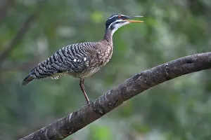 Gruiformes Prints: Sunbittern (Eurypyga helias) perched on branch, Pampas del Yacuma, El Beni, Bolivia