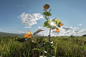 Malpighiales Prints: Sunburst through recently planted Aspen (Populus tremula) sapling