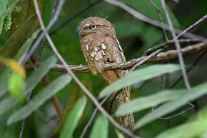 Borneo Prints: Sunda frogmouth (Batrachostomus cornutus) rufous morph