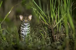 September 2021 Highlights Gallery: Sunda leopard cat (Prionailurus javanensis) kitten. Sabah, Malaysian Borneo