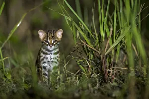 Sunda leopard cat (Prionailurus javanensis) kitten. Sabah, Malaysian Borneo