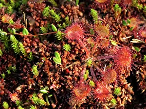 Carnivorous Plant Prints: Sundew (Drosera rotundifolia) leaves, Bavaria, Germany