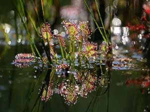 Natural Light Prints: Sundew leaves (Drosera intermedia) glistening in sunlight with reflection in pond