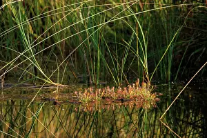 Reflection Prints: Sundew leaves (Drosera intermedia) on pond surface with reflection