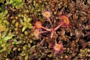 Images Dated 7th June 2008: Sundew plants {Drosera sp} growing on the forest floor, Bog forest, Kemeri National Park