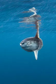 UK Wildlife August Gallery: Sunfish (Mola mola) basking at the surface on summers day. Penzance, Cornwall