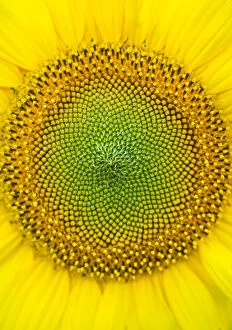 Anther Gallery: Sunflower (Helianthus annuus), close-up. Sunflower plantation in Cuestahedo, Merindad de Montija