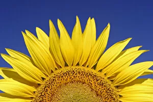 Sunflower (Helianthus annuus) Spain