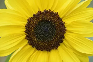 Yellow Gallery: Sunflower (Helianthus annuus) Vosges, France, September