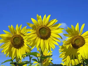 Yellow Gallery: Sunflowers (Helianthus annuus) in bloom, Norfolk, England, UK, August