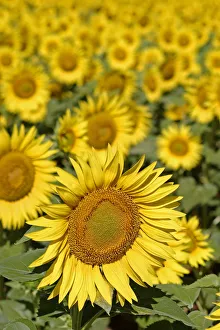 Sunflower Prints: Sunflowers {Helianthus annuus} Spain