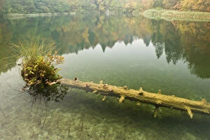 Sunken tree trunk with vegetation in Batinovac lake, Upper Lakes, Plitvice Lakes National Park