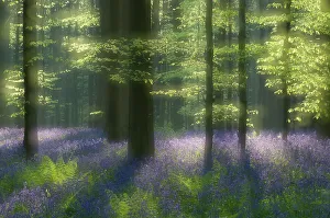 Hyacinthoides Non Scripta Prints: Sunlight falling on Bluebells (Hyacinthoides non-scripta / Endymion scriptum) flowering in Beech wood