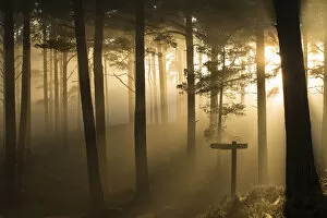 Sunlight splintering through misty pine forest at sunset, Glencharnoch Wood, Cairngorms