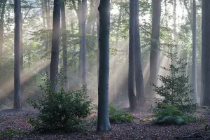 Brasschaat Prints: Sunrays through forest of Beech (Fagus sp)