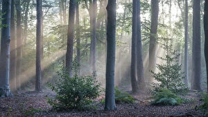 Cool Coloured Woodlands Collection: Sunrays through forest of Beech (Fagus sp.), Fir (Abies sp.) and Holly (Ilex sp.) trees
