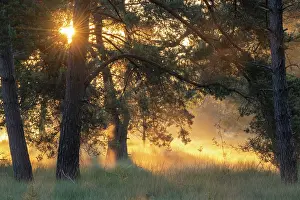 Brasschaat Prints: Sunrays and mist through Fir trees (Abies sp)