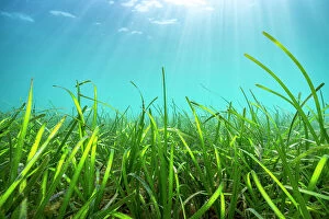 Dramatic coasts Collection: Sunrays penetrating a Seagrass meadow (Zostera Marina) Helford River, Falmouth, Cornwall, UK. April